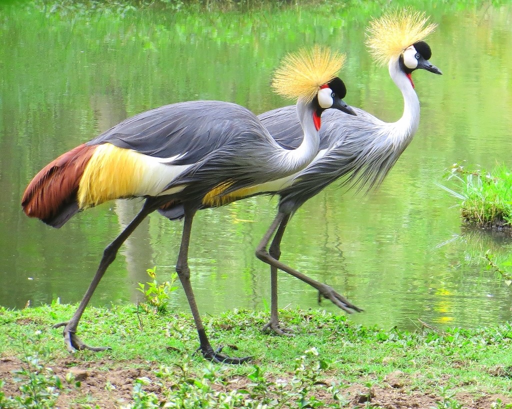African Bird (1024x819)