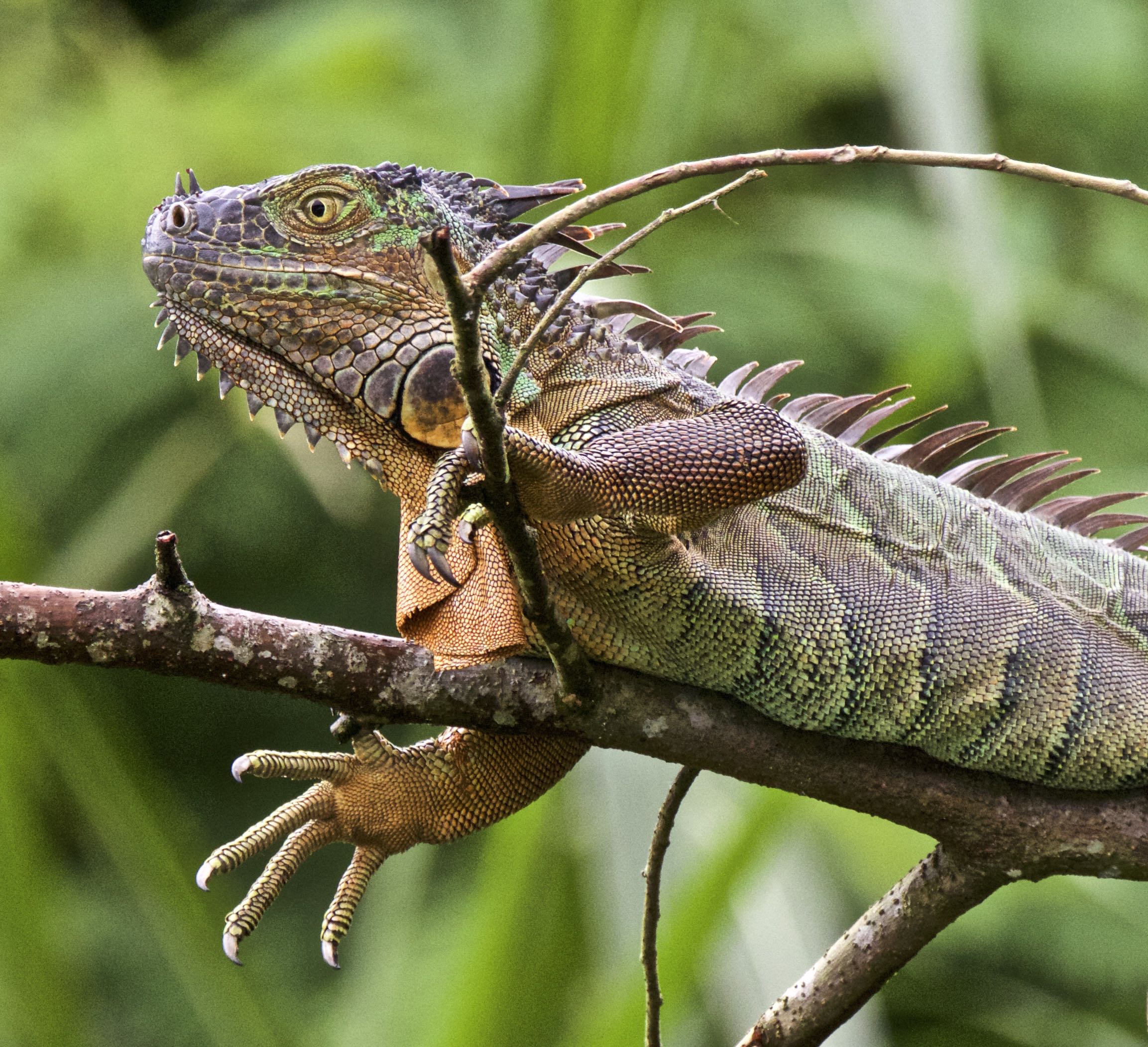 Iguana 